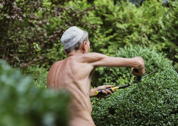 Traitement de la pyrale du buis : choisissez bien la méthode à appliquer