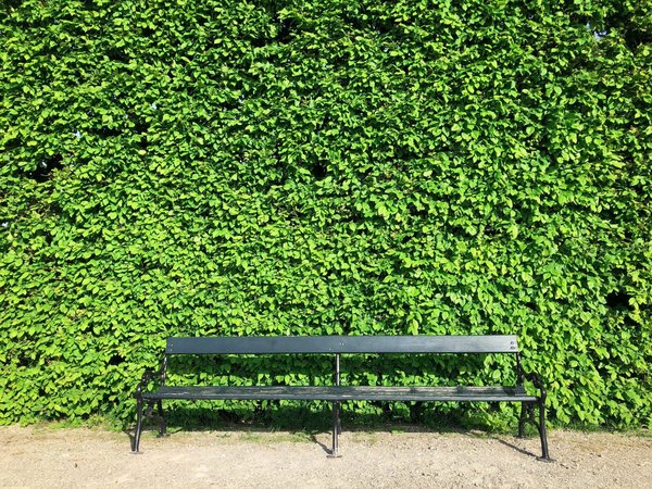 Pourquoi installer un mur végétal intérieur et quelles sont les plantes à utiliser ?