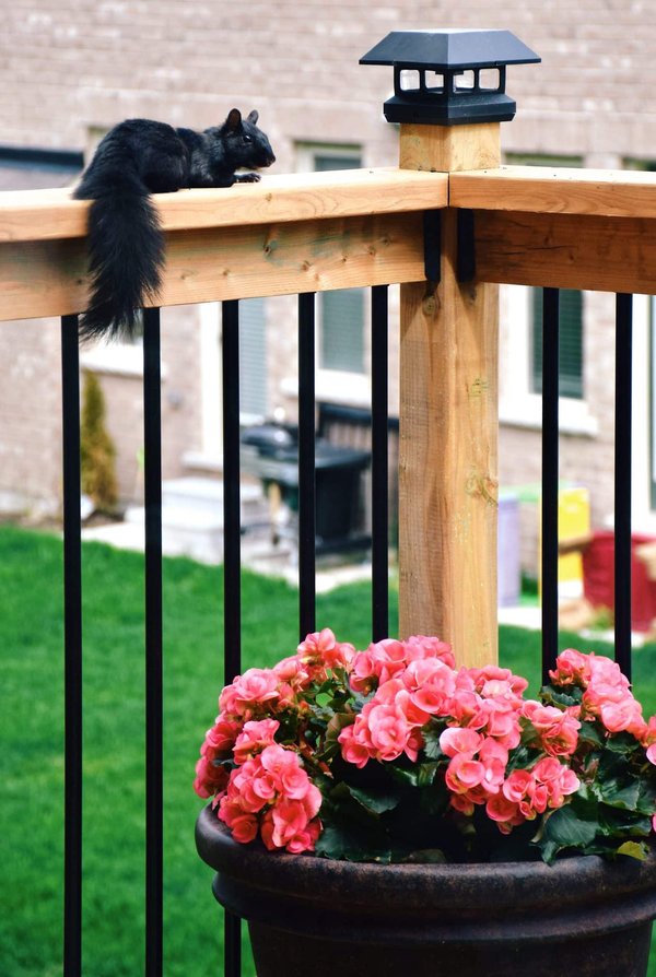 Les meilleures raisons pour choisir un garde-corps en bois