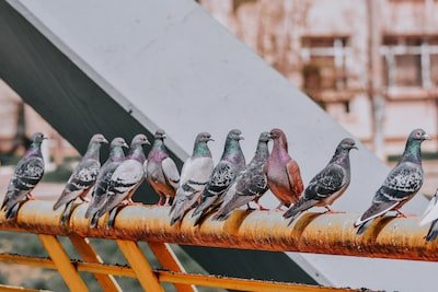 Les pigeons : quels sont les meilleurs moyens pour les faire fuir ?
