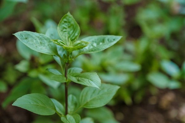 Quel est le meilleur système de chauffage pour une maison écologique ?