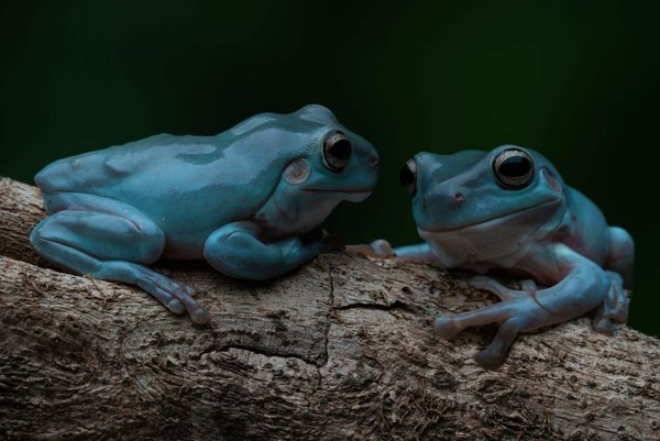 Quels sont les conseils pour l'utilisation de couleurs sombres dans une petite pièce sans la réduire visuellement ?